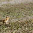 Pipit farlouse